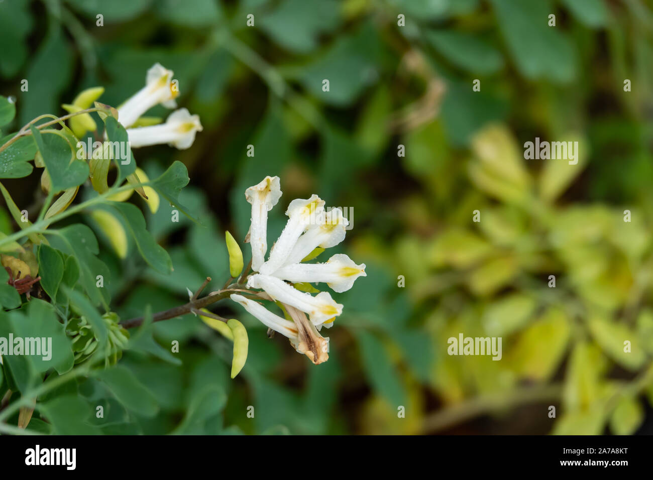Pale Pseudofumaria Flowers in Bloom Stock Photo