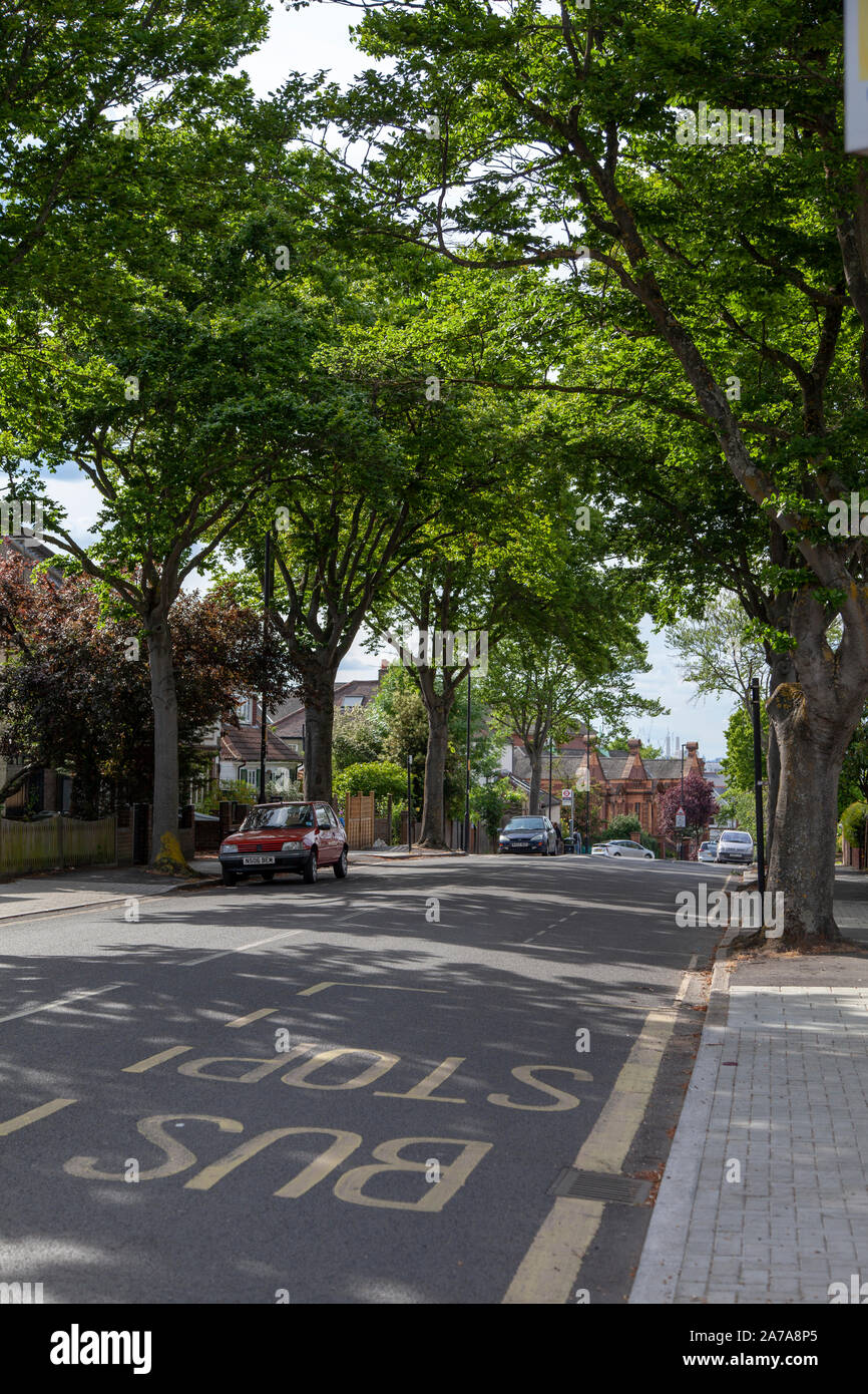 European Beech (Fagus sylvatica) street trees forming a canopy over Herne Hill Road, London SE24 Stock Photo
