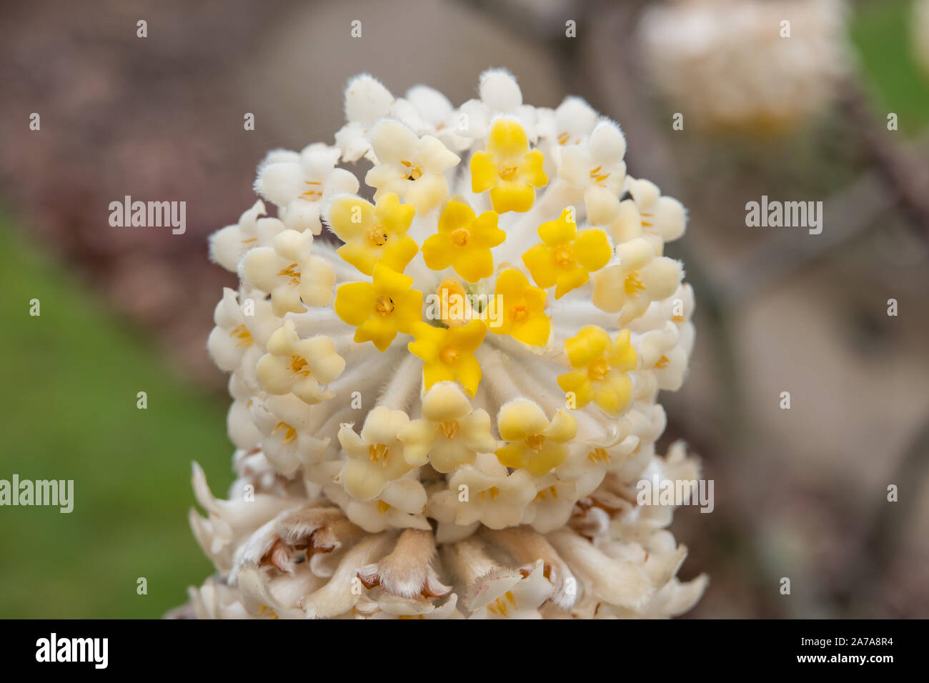 Paper Bush Inflorescence in Winter Stock Photo