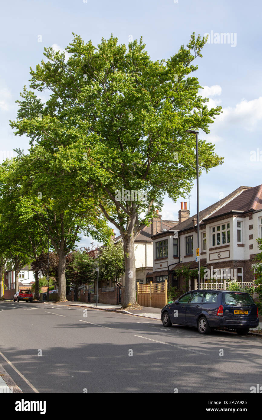 European Beech (Fagus sylvatica) street trees, Herne Hill Road, London SE24 Stock Photo