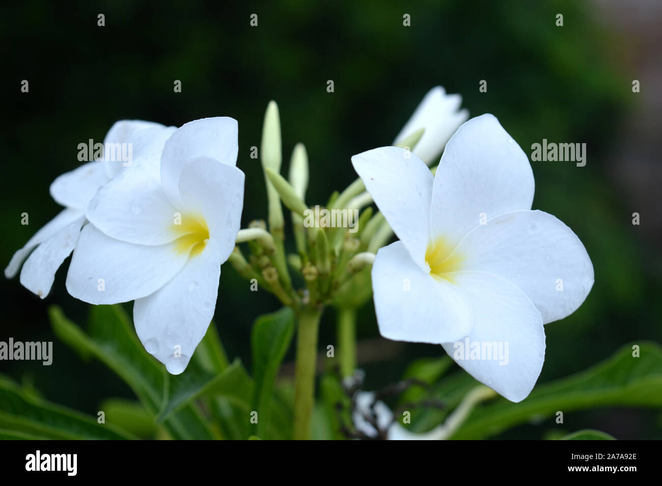 white flower goloncho Stock Photo