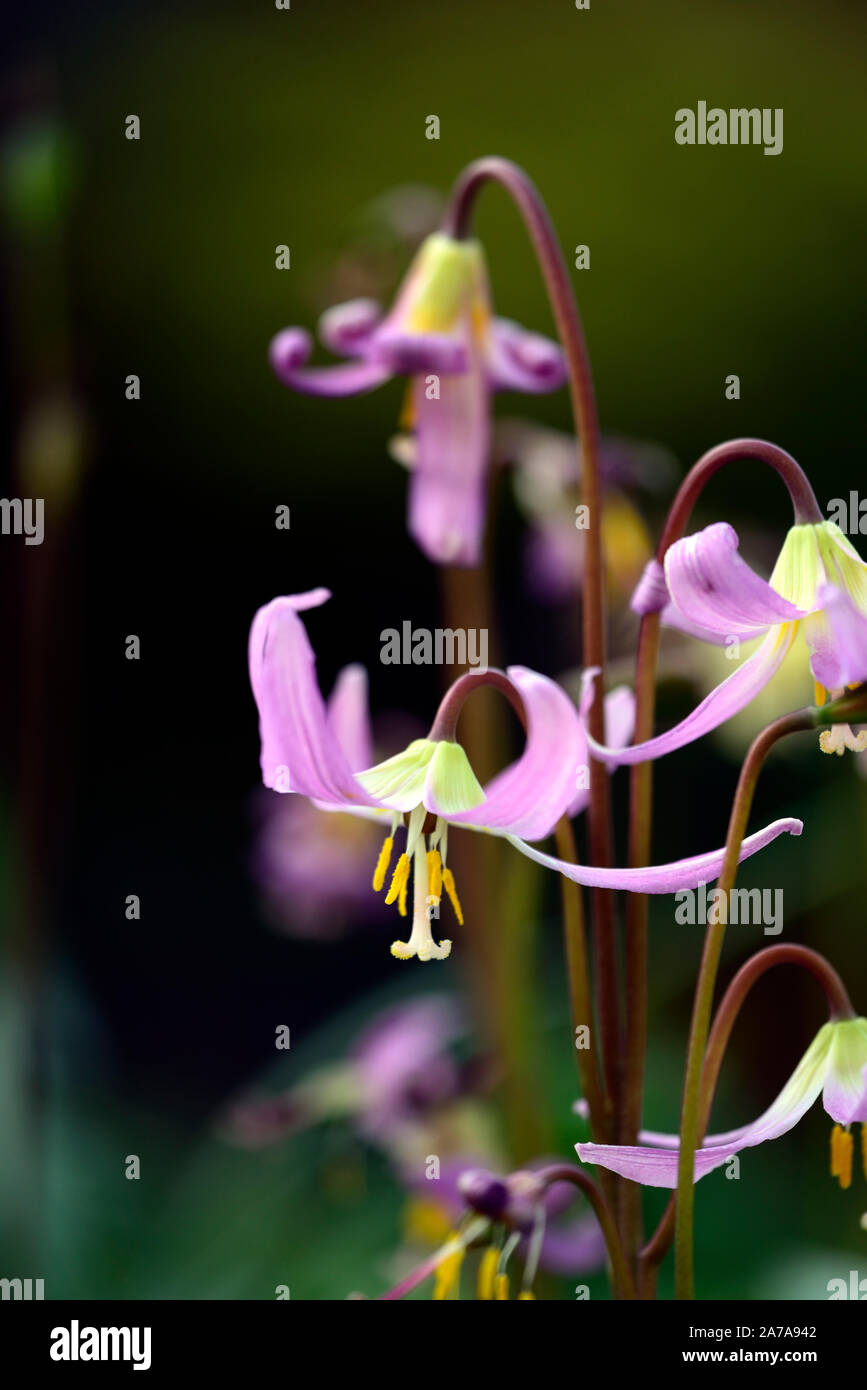 Erythronium revolutum pink beauty, spring,flowers,flower,flowering,RM Floral Stock Photo