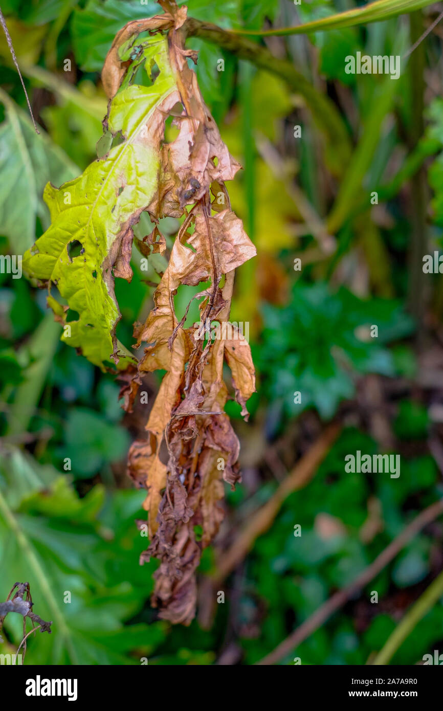 A Fatsia Japonica Leaf Damaged By Insects In A Garden Stock Photo Alamy a-fatsia-japonica-leaf-damaged-by-insects-in-a-garden-stock-photo-alamy