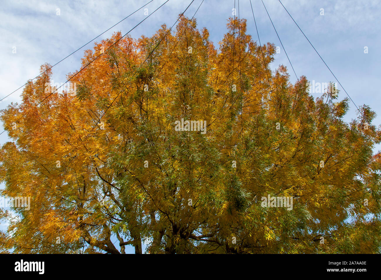 Autumn leaves in the canopy of a Raywood Ash (Fraxinus angustifolia 'Raywood'), a cultivar of Caucasian narrow leaved ash, urban tree, London Stock Photo