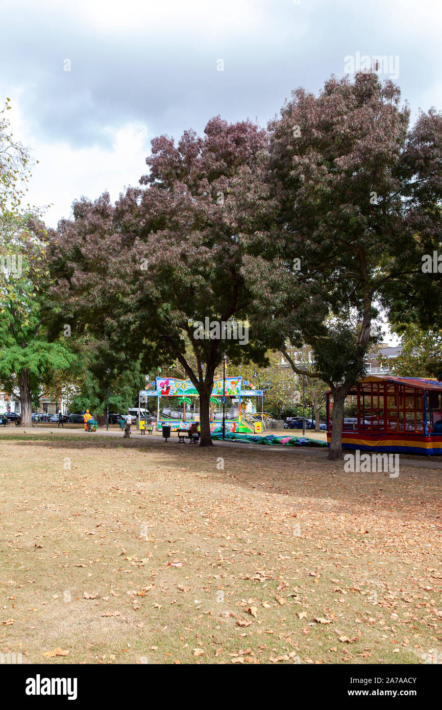 Raywood or Claret Ash trees (Fraxinus angustifolia 'Raywood'), a cultivar of Caucasian narrow leaved ash, on Parsons Green, London SW6 Stock Photo
