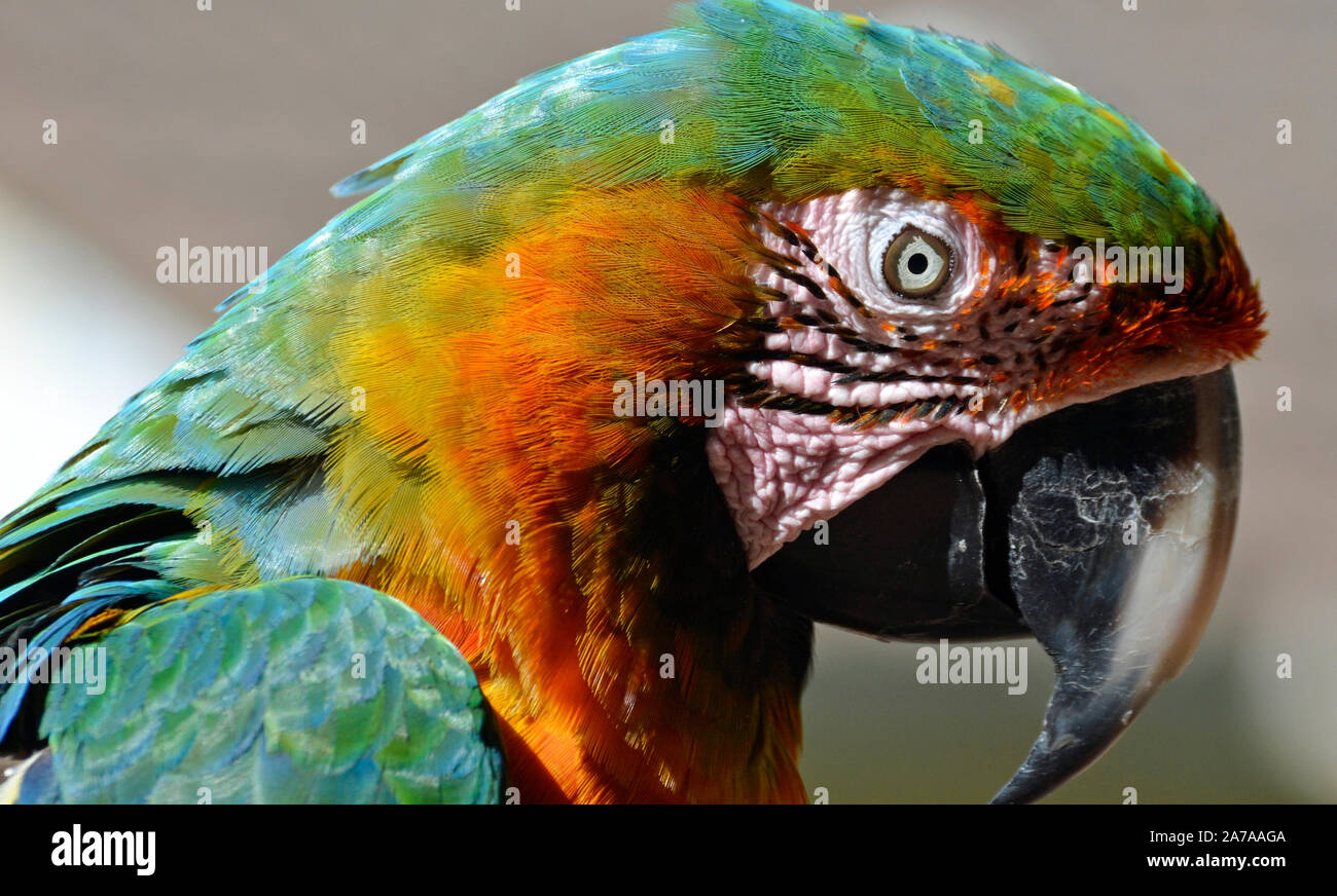 Hybrid macaw parrot at Tropical Birdland, Lindridge Lane, Desford, Leicestershire, UK Stock Photo