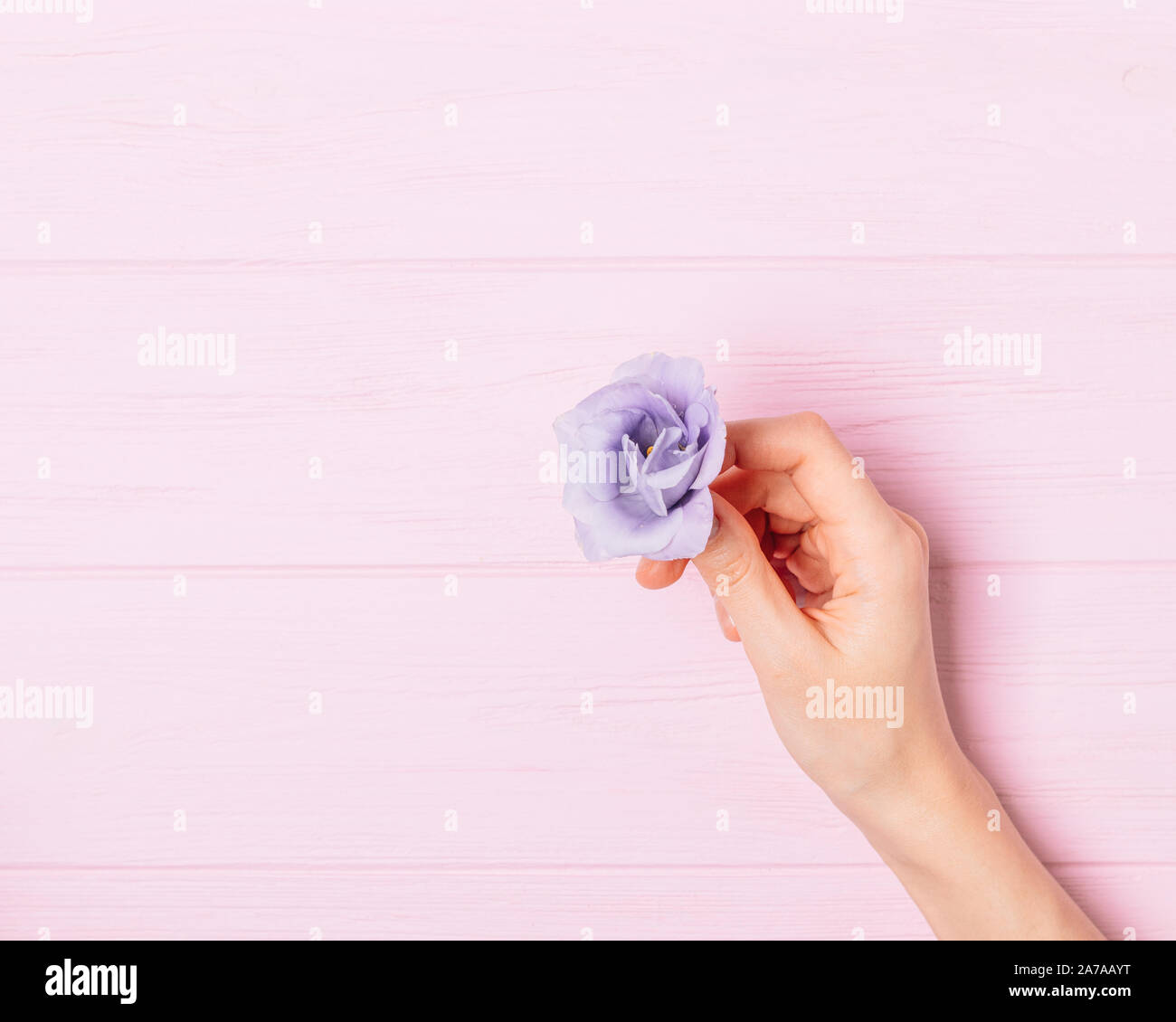 Female hand holding one purple flower lisianthus on pink wooden background, top view. Stock Photo