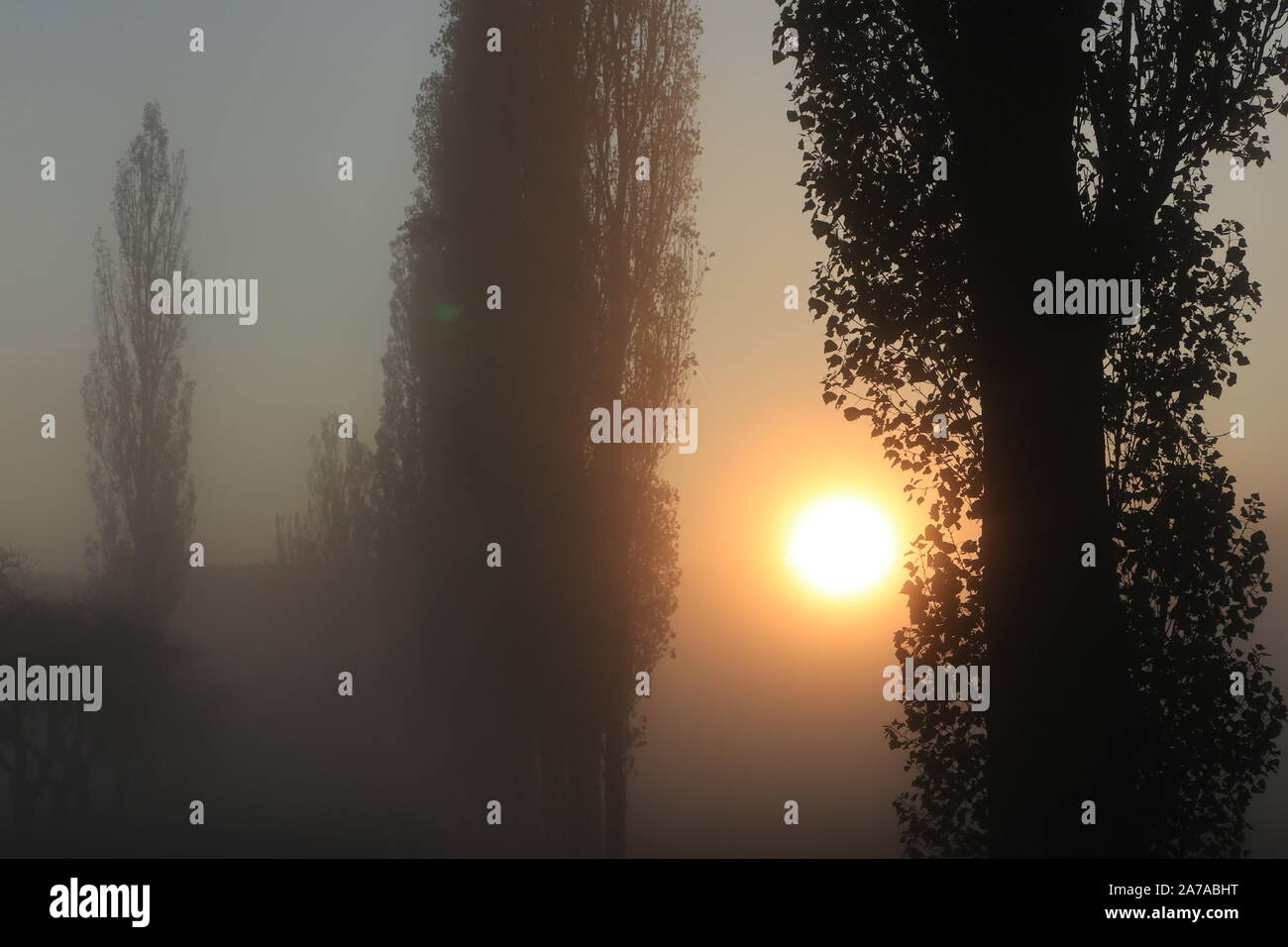 Tall poplar hi-res stock photography and images - Alamy