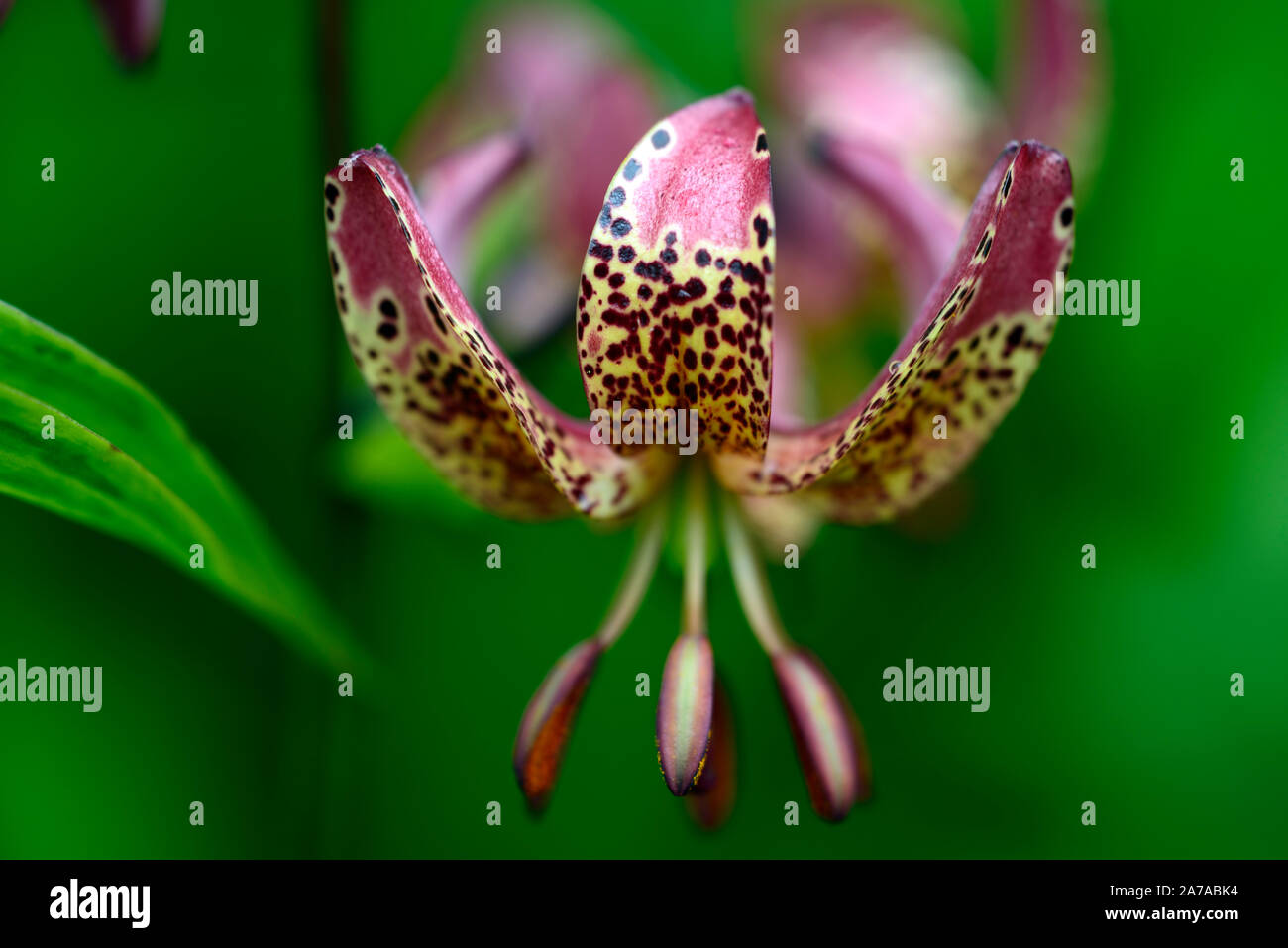Lilium Martagon,lily, lillies, red flower,speckled, flowers,perennial,summer,shade,shady,turks cap lily,RM Floral Stock Photo