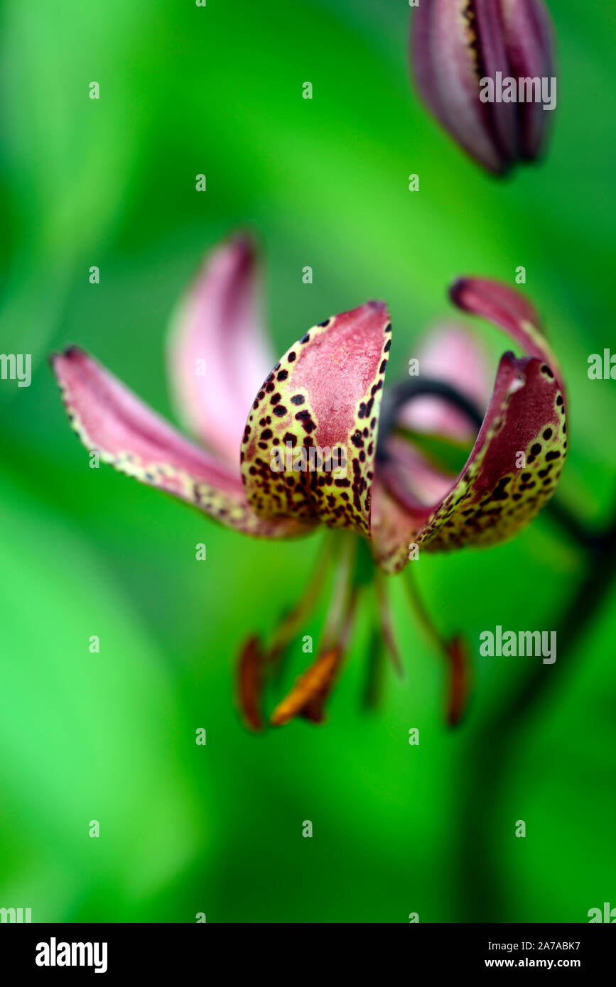 Lilium Martagon,lily, lillies, red flower,speckled, flowers,perennial,summer,shade,shady,turks cap lily,RM Floral Stock Photo