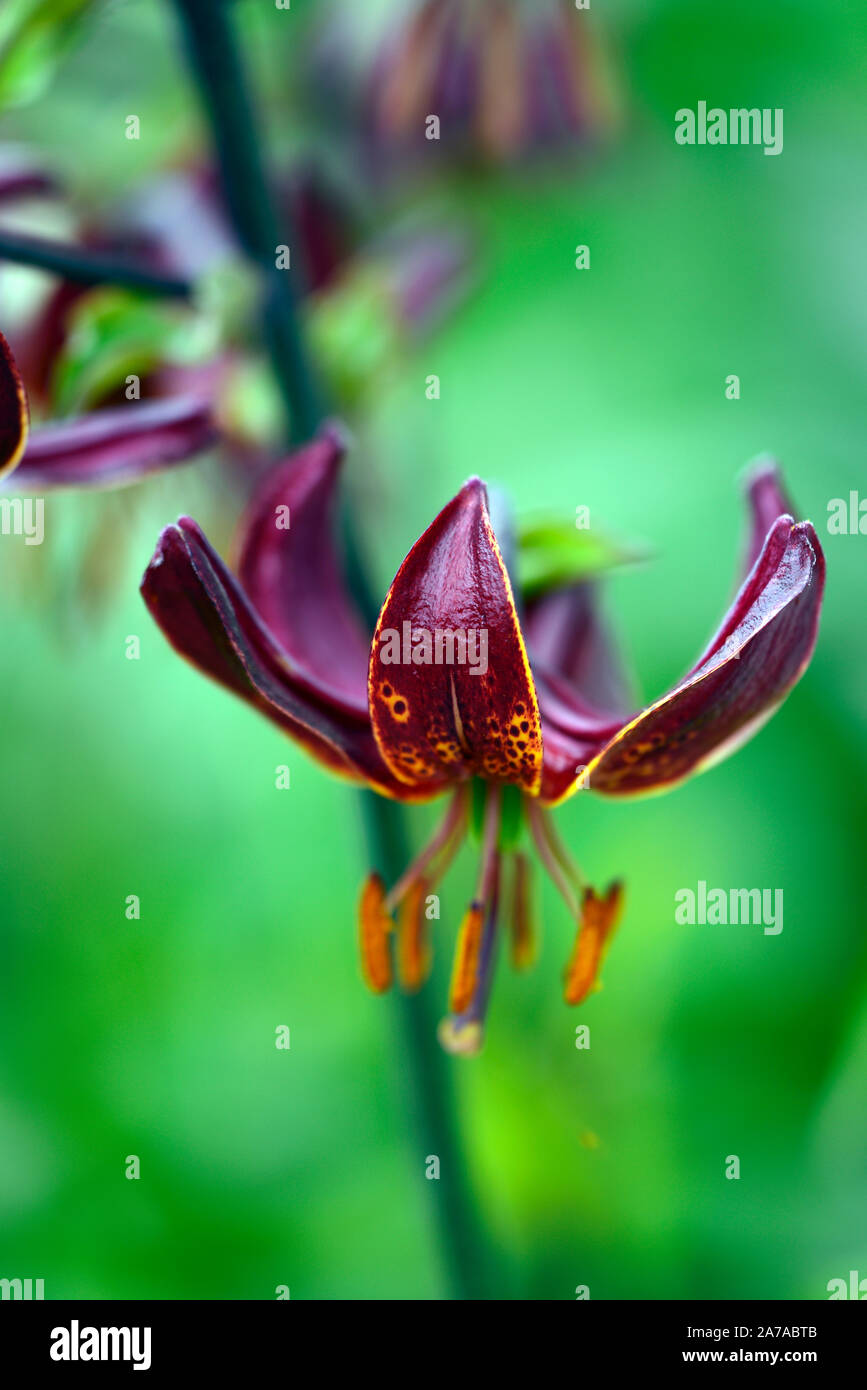 Lilium Martagon Manitoba Morning,lily,lillies,red flower,flowers,perennial,summer,shade,shady,turks cap lily, RM Floral Stock Photo