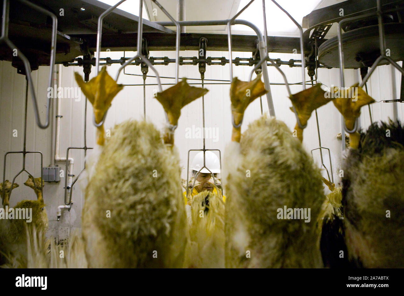 Workers pluck the slaughtered ducks from which fatty livers will be extracted at the Hudson Valley Foie Gras farm in Ferndale, USA, 16 March 2006. Stock Photo