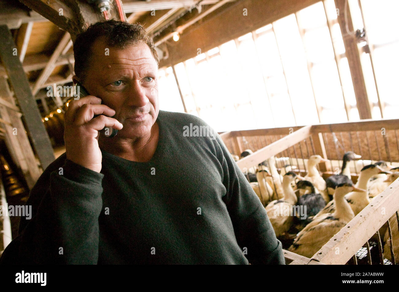 Izzy Yanay, founder and vice president of Hudson Valley Foie Gras, takes a phone call at the farm in Ferndale, USA, 16 March 2006. Stock Photo