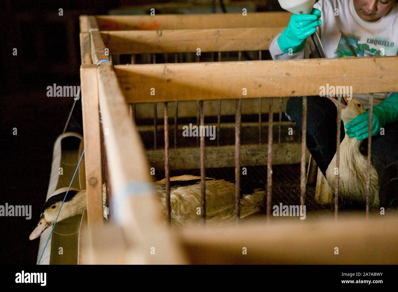 A Worker Force Feeds A Duck At The Hudson Valley Foie Gras Farm In Ferndale Usa 16 March 2006 Stock Photo Alamy