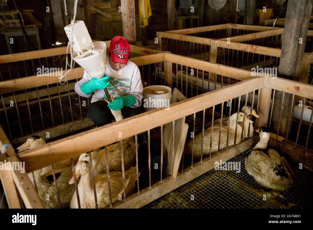A worker force-feeds a duck at the Hudson Valley Foie Gras farm in Ferndale, USA, 16 March 2006. Stock Photo