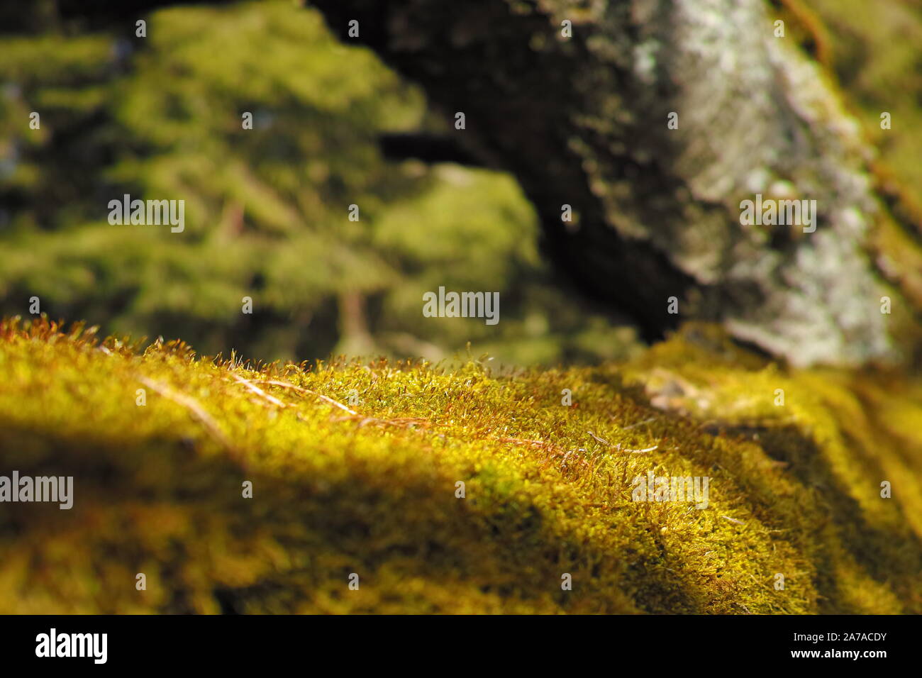 Spring photo detail moss yellow green background Stock Photo - Alamy