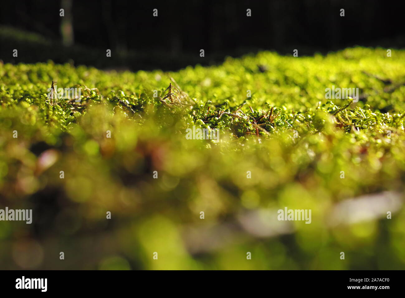 Eco visual texture hi-res stock photography and images - Alamy