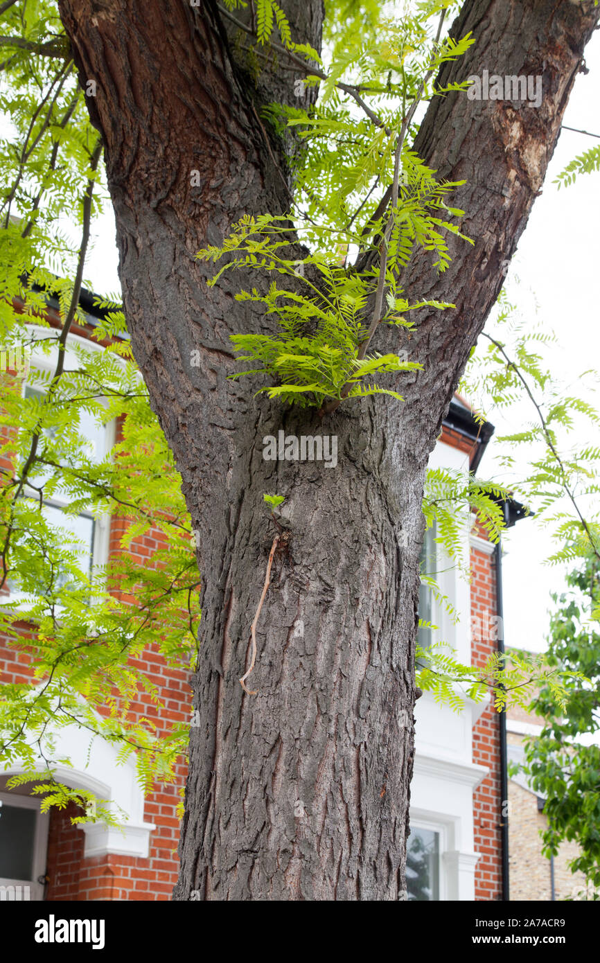 Locust tree bark hires stock photography and images Alamy