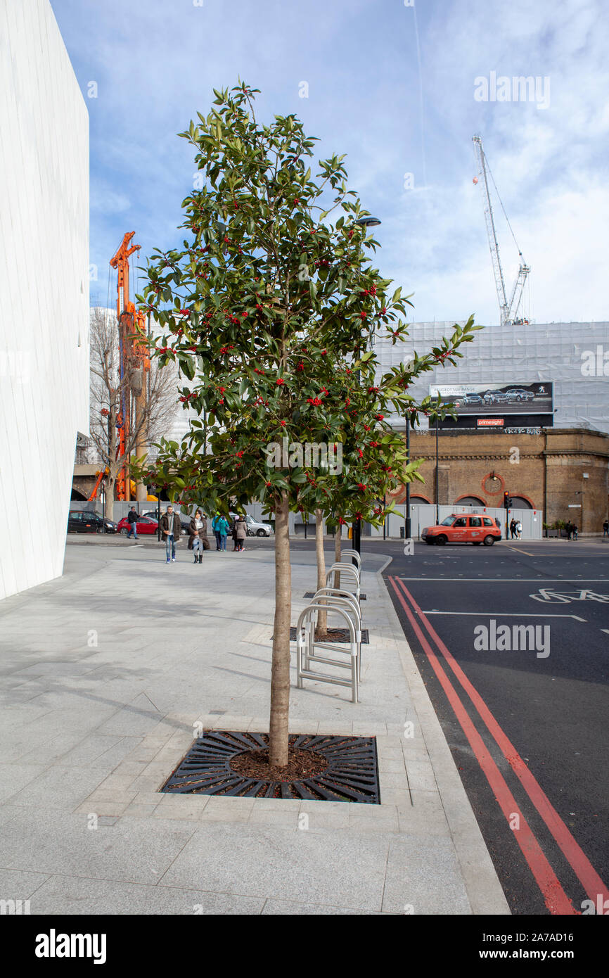 Ilex koehneana 'Chestnut Leaf' holly street tree, Blackfriars, London SE1 Stock Photo