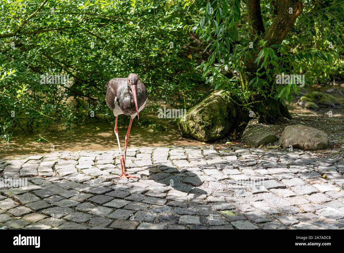 Black stork walking freely on a path Stock Photo - Alamy