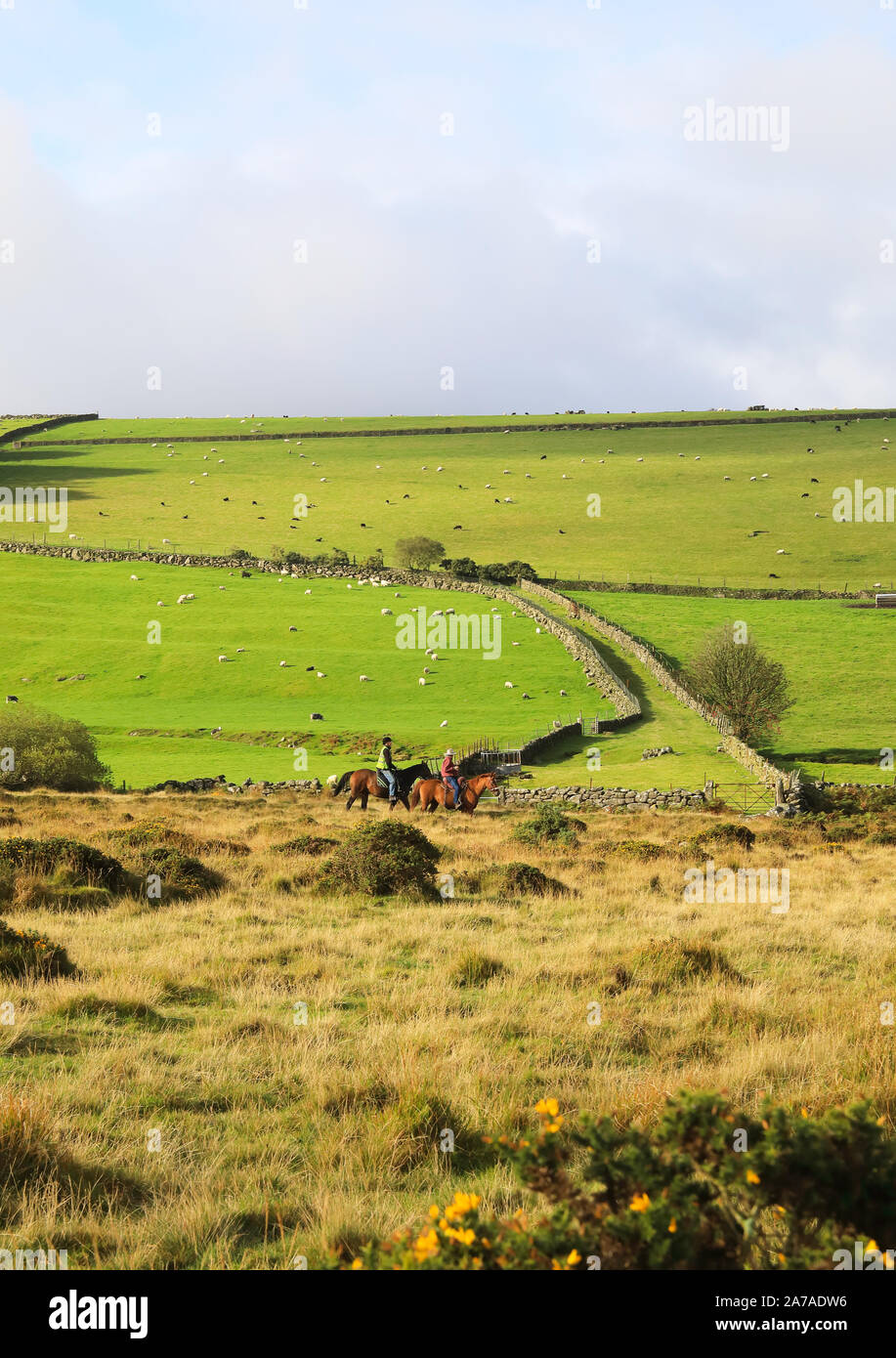 Horse riding and sheep grazing in Autumn sunshine at Belstone, near Oakhampton in Dartmoor National Park, Devon, UK Stock Photo