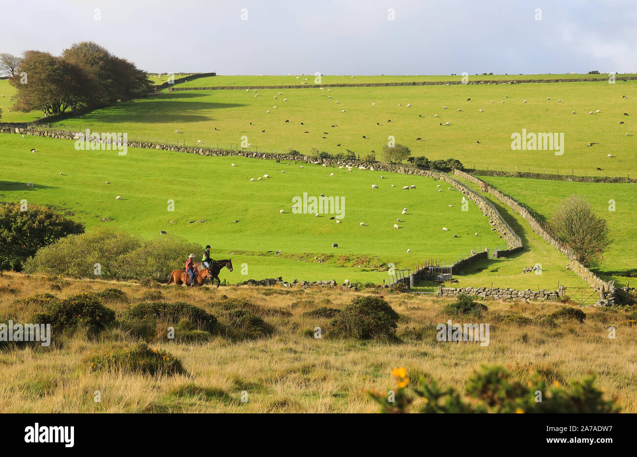 Horse riding and sheep grazing in Autumn sunshine at Belstone, near Oakhampton in Dartmoor