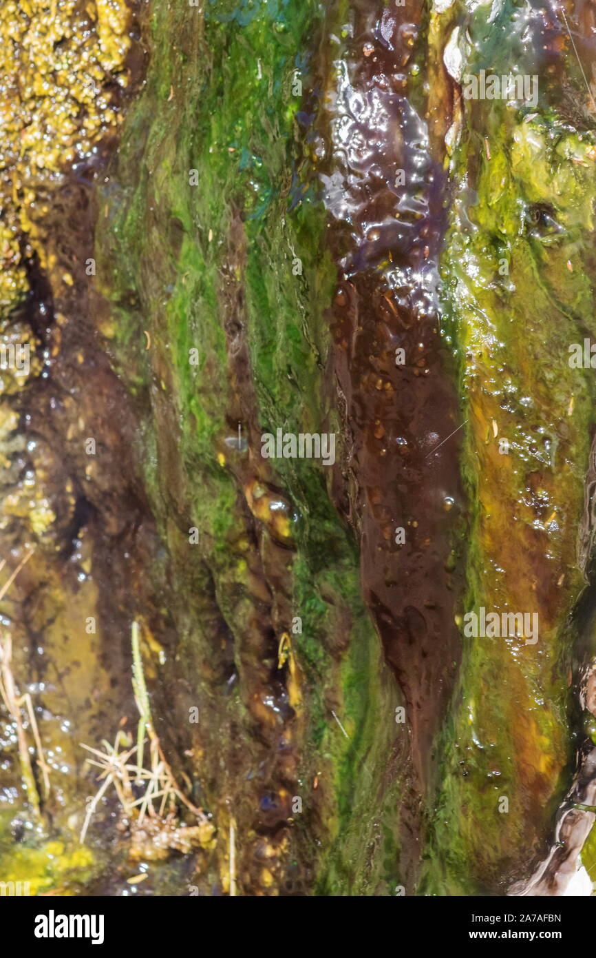 Abstract background image of volcanic cyanobacteria and algae photgraphed closeup at Waimangu Volcanic Valley, New Zealand. Stock Photo