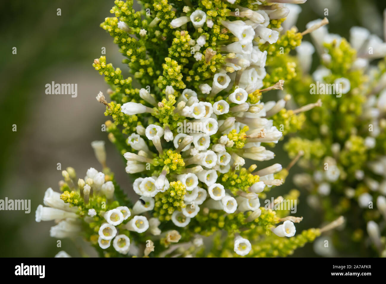 Pichi Flowers in Bloom in Springtime Stock Photo
