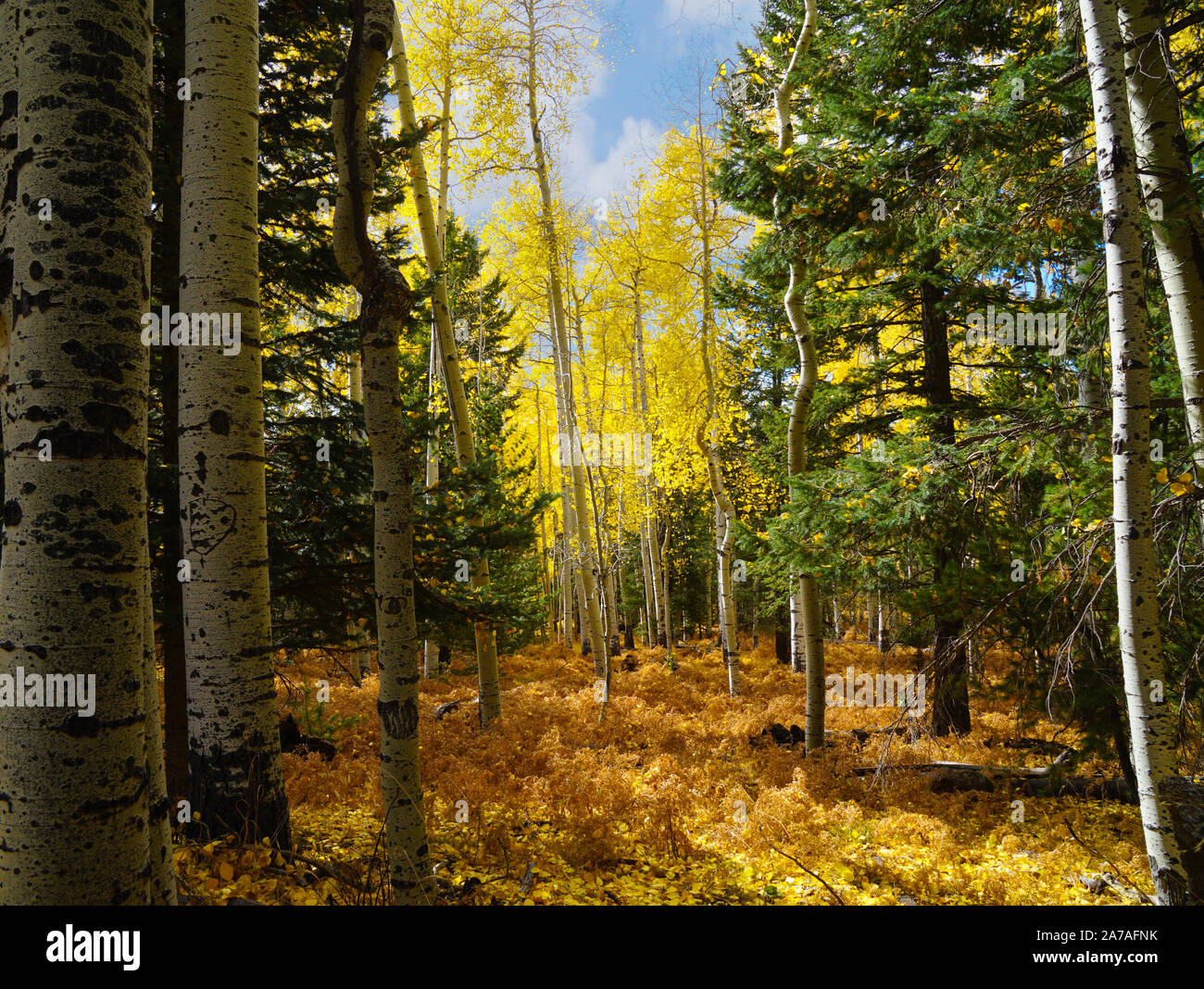 The beauty of a Flagstaff, Arizona forest in autumn with the brilliant yellows of the changing Aspen leaves. Stock Photo