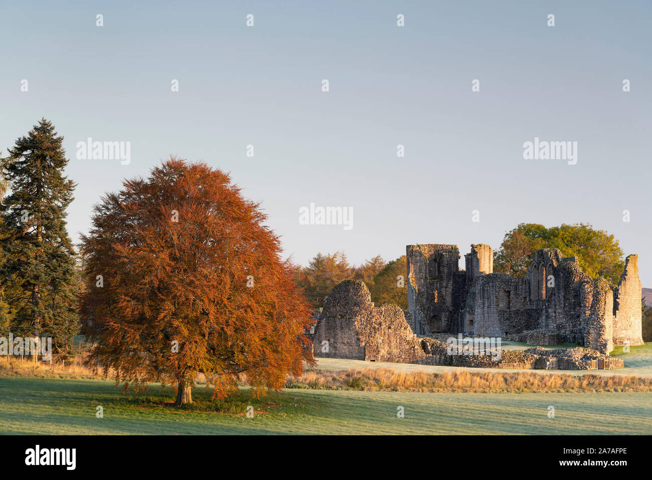 A Beech Tree (Fagus Sylvatica) in Autumn Foliage Stands Alongside the