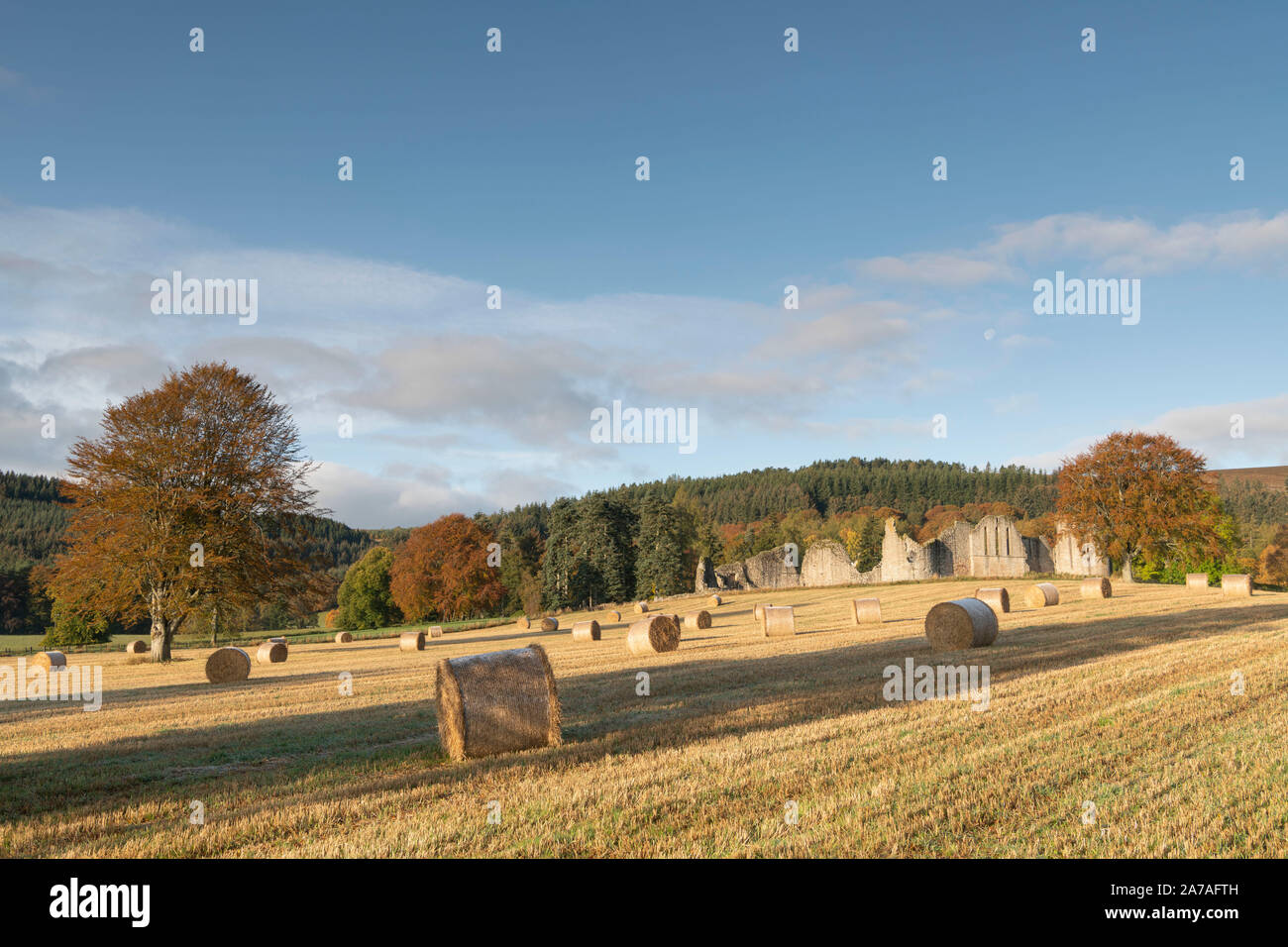 Beech Trees and Bales of Straw Colour This Autumn Scene at Kildrummy Castle in Scotland Stock Photo