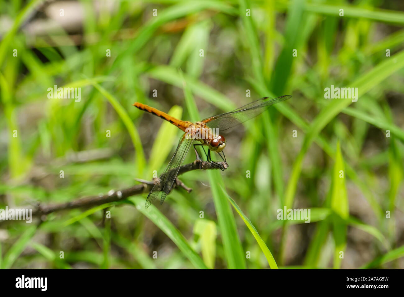 Meadowhawk Dragonfly Perched on Leaf in Summer Stock Photo - Alamy