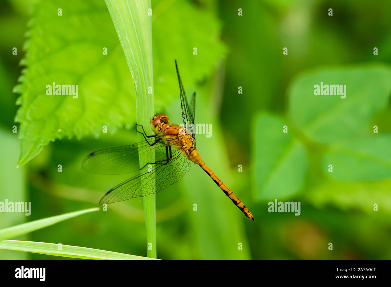 Meadowhawk Dragonfly Perched on Leaf in Summer Stock Photo - Alamy