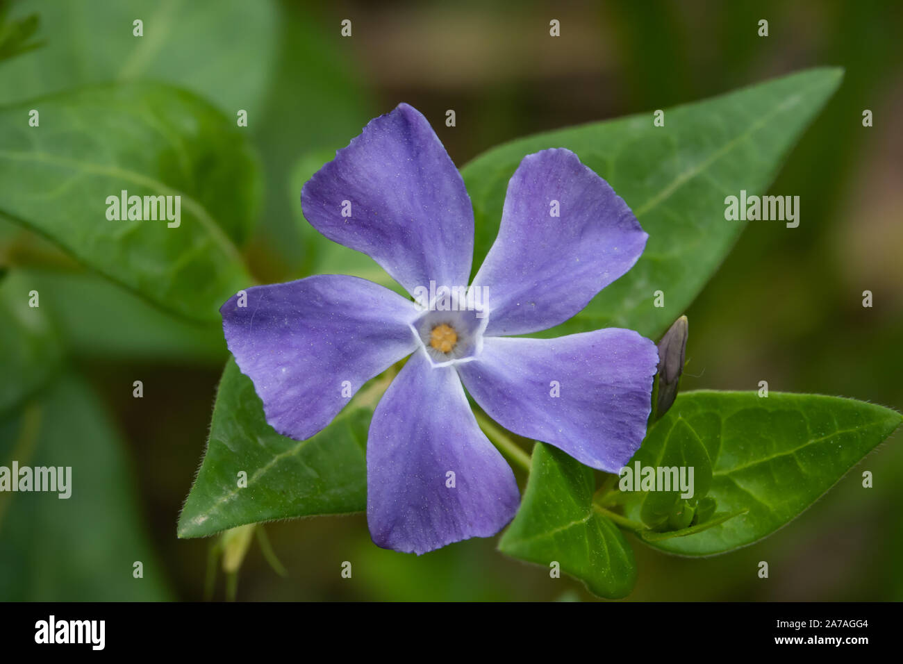 Periwinkle Flower in Bloom in Springtime Stock Photo Alamy