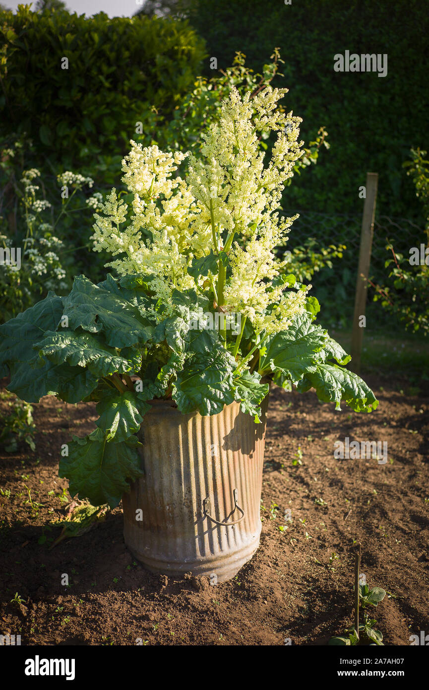 Rhubarb Going to Seed in May: What Gardeners Should Know