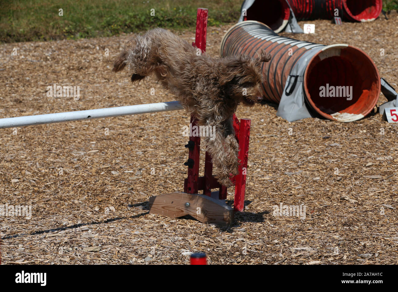 Labradoodle jumping hires stock photography and images Alamy