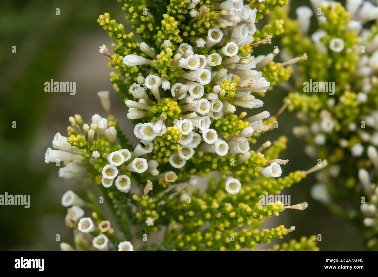 Pichi Flowers in Bloom in Springtime Stock Photo