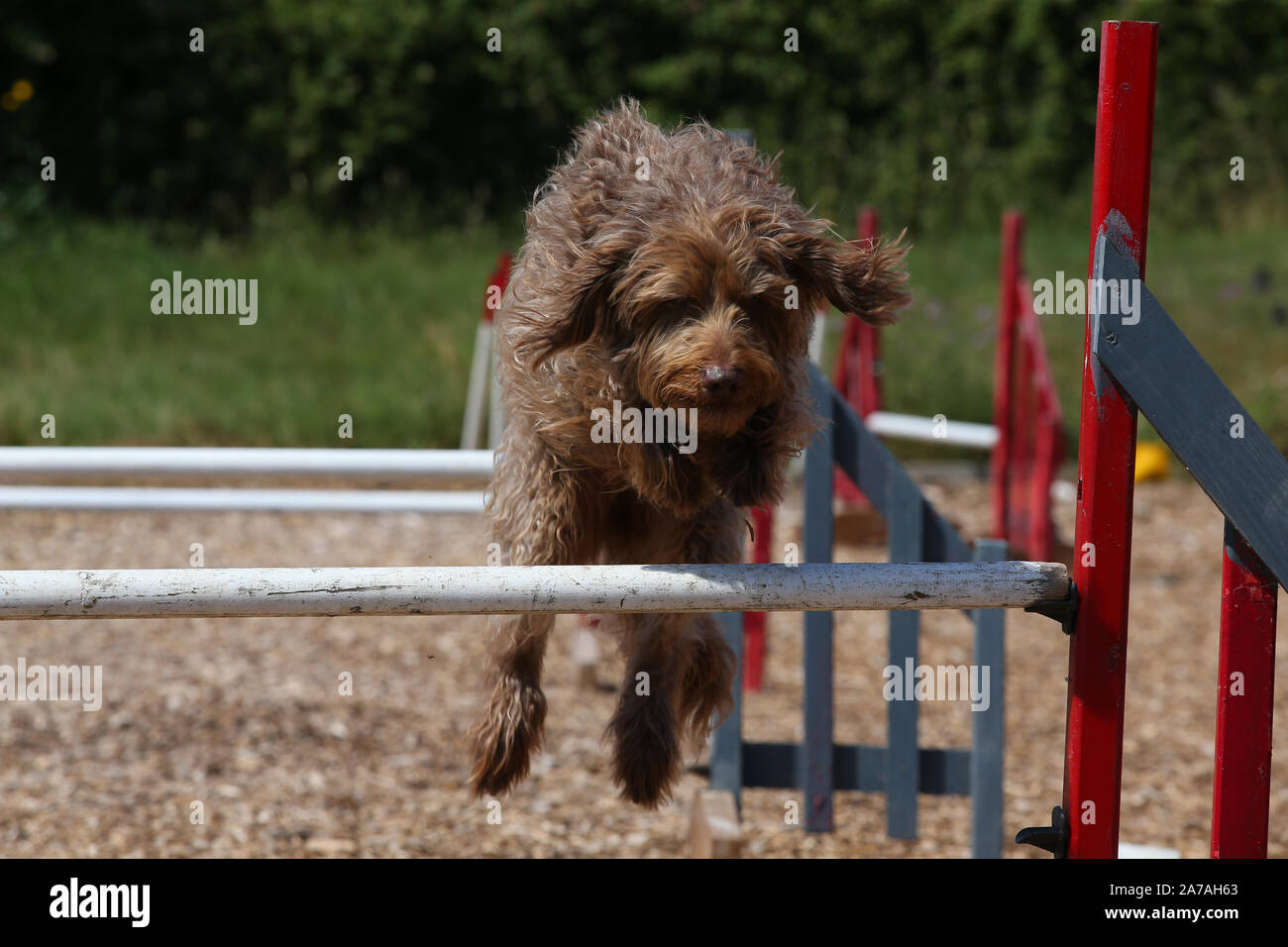 Labradoodle jumping hires stock photography and images Alamy