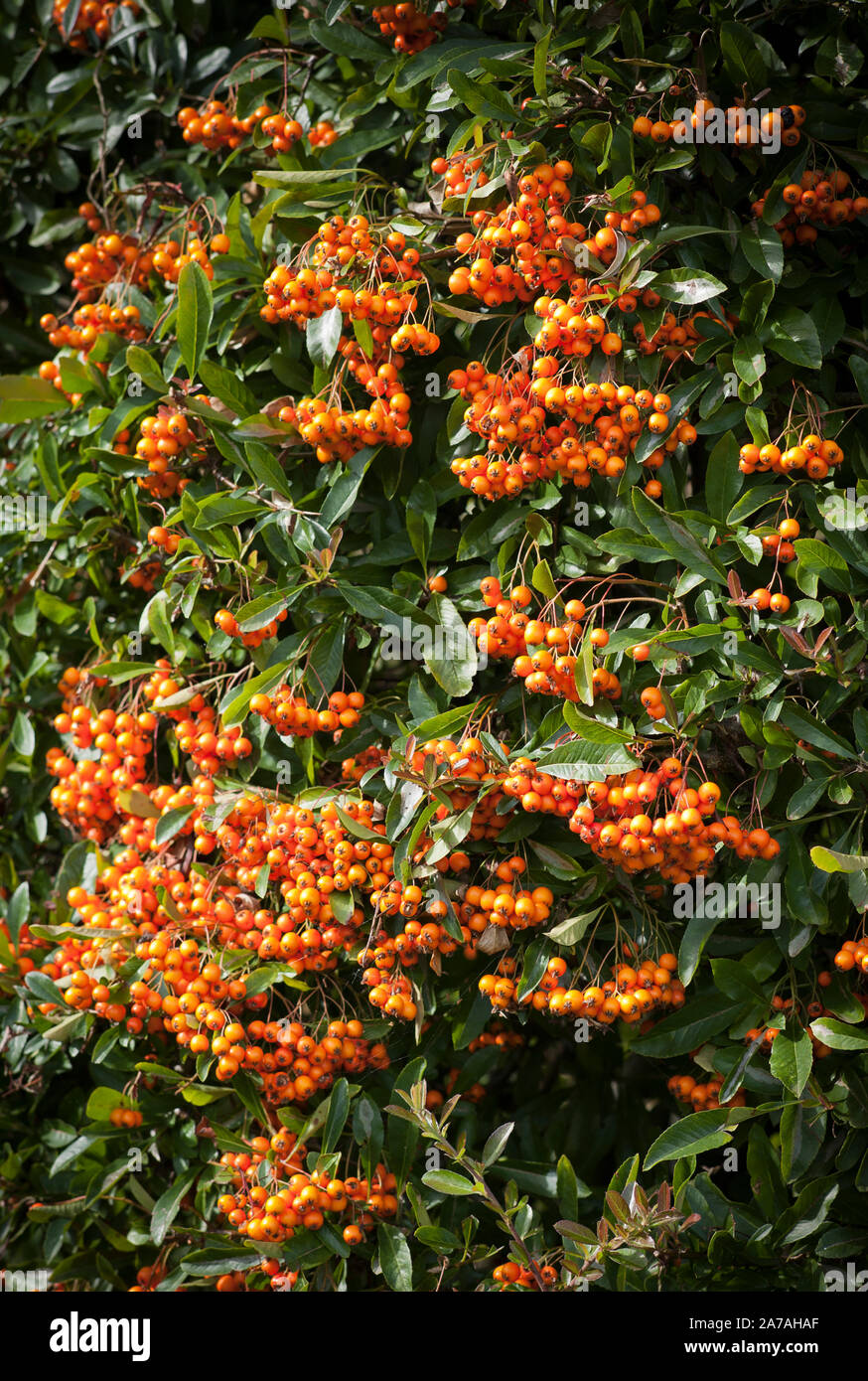 Evergreen shrub autumn uk hi-res stock photography and images - Alamy