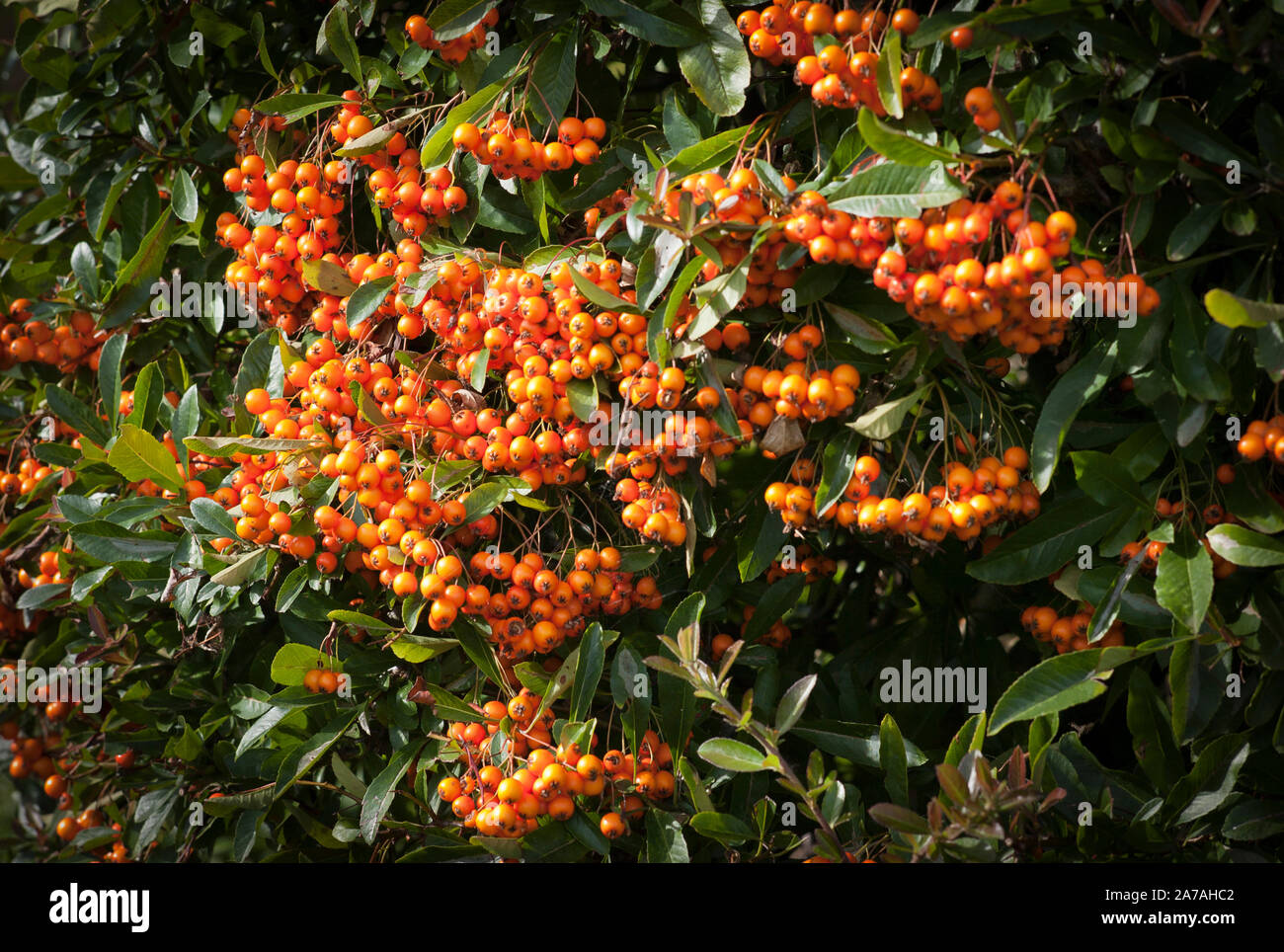 A bright display of orange berries on a pyracantha evergreen shrub in October UK Stock Photo