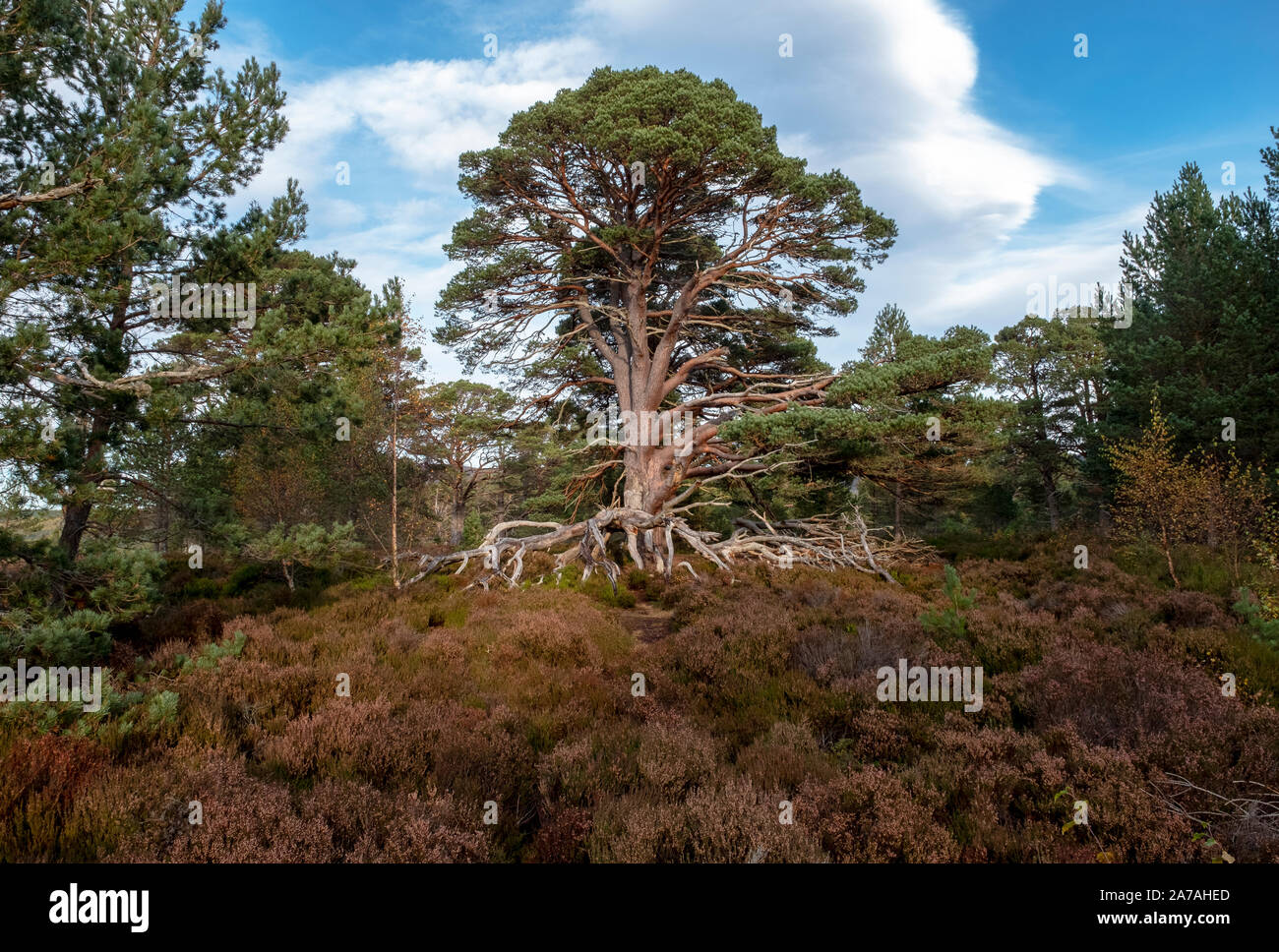 Scots pine tree (Pinus sylvestris) on heather moorland in the  Cairngorms National Park, Badenoch and Strathspey, Scotland, UK Stock Photo