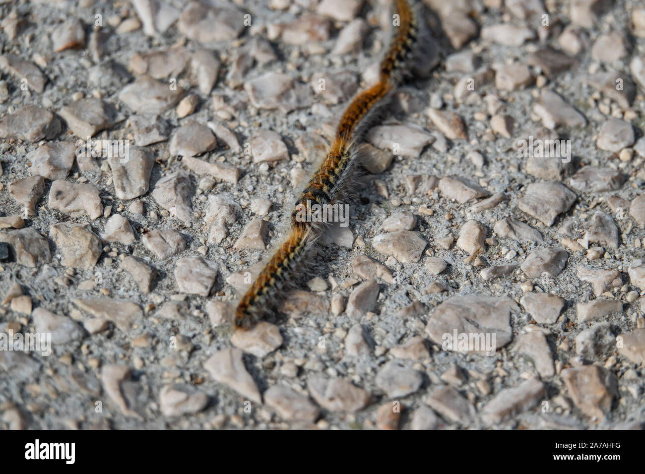 Pine Processionary Caterpillars In Winter Stock Photo Alamy