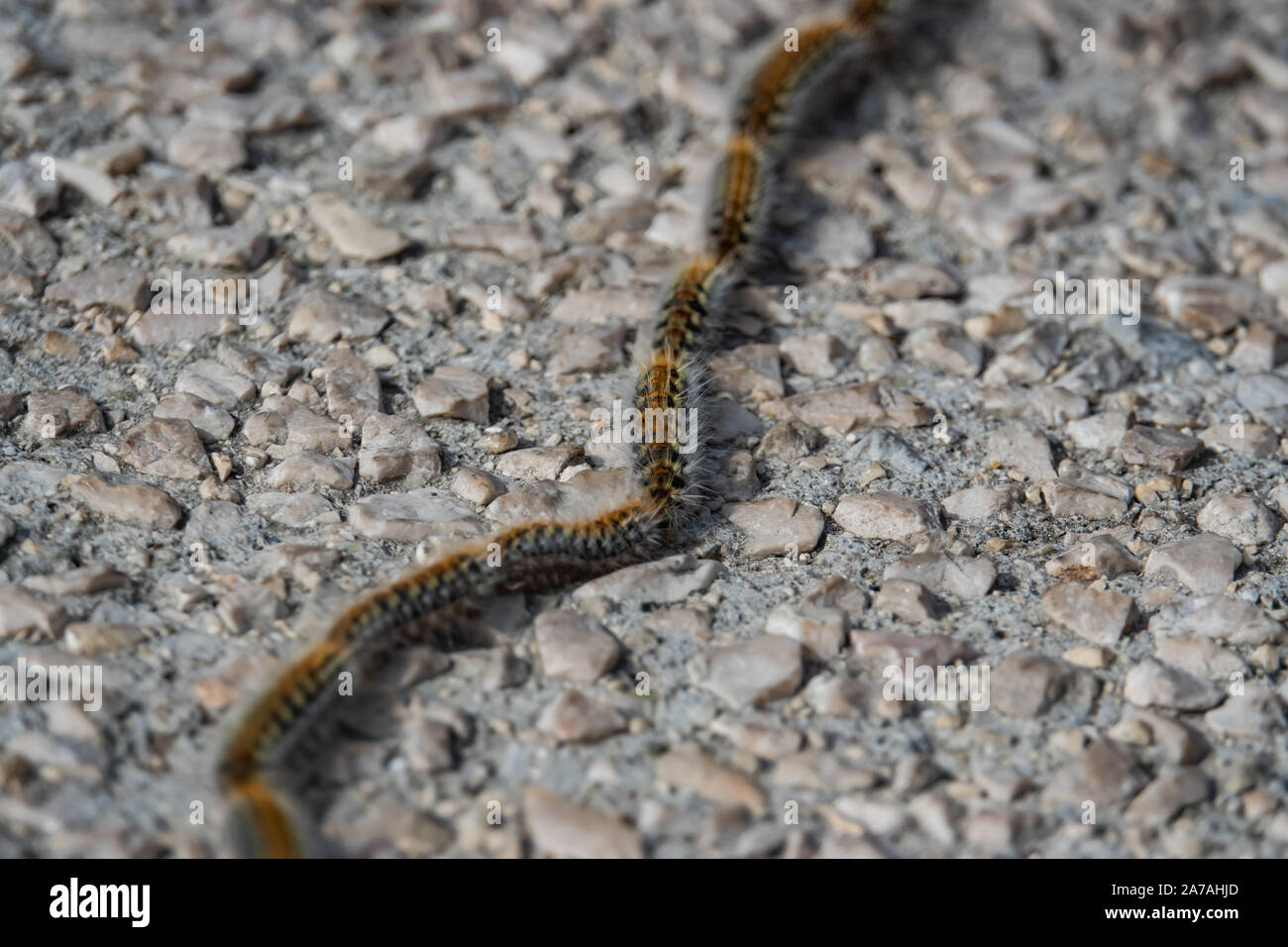 Pine Processionary Caterpillars in Winter Stock Photo Alamy