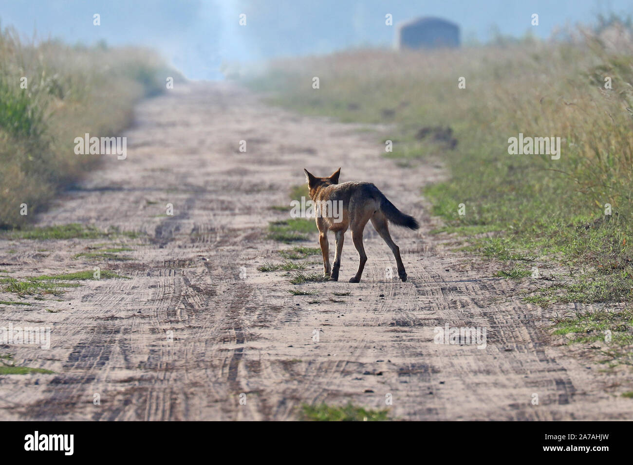 A rare sighting of an endangered red wolf in North Carolina, the rarest
