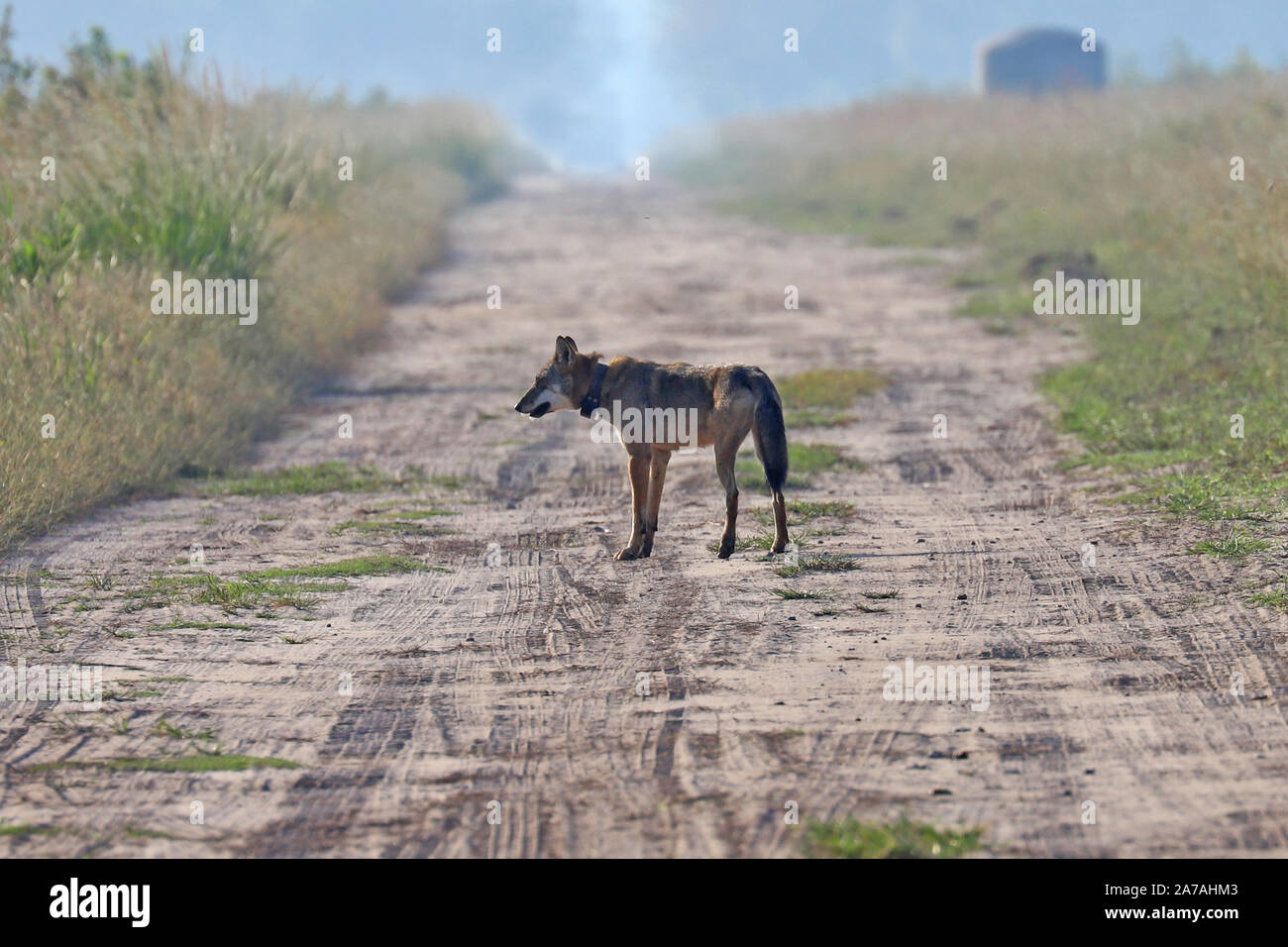 A rare sighting of an endangered red wolf in North Carolina, the rarest