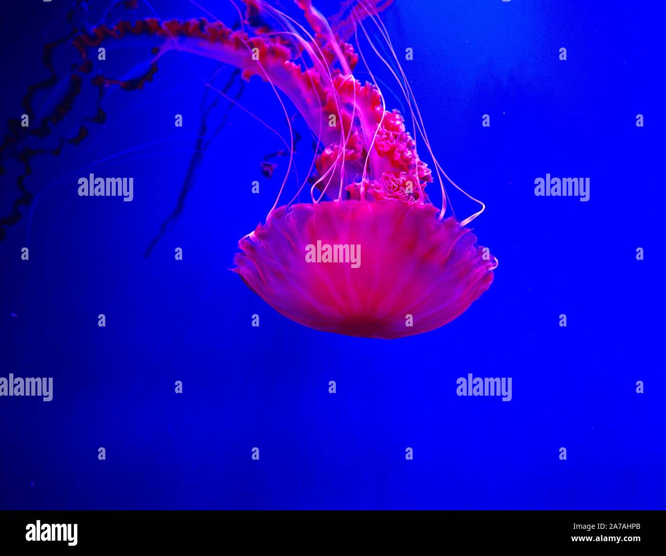 Jellyfish in an aquarium with pink light Stock Photo Alamy