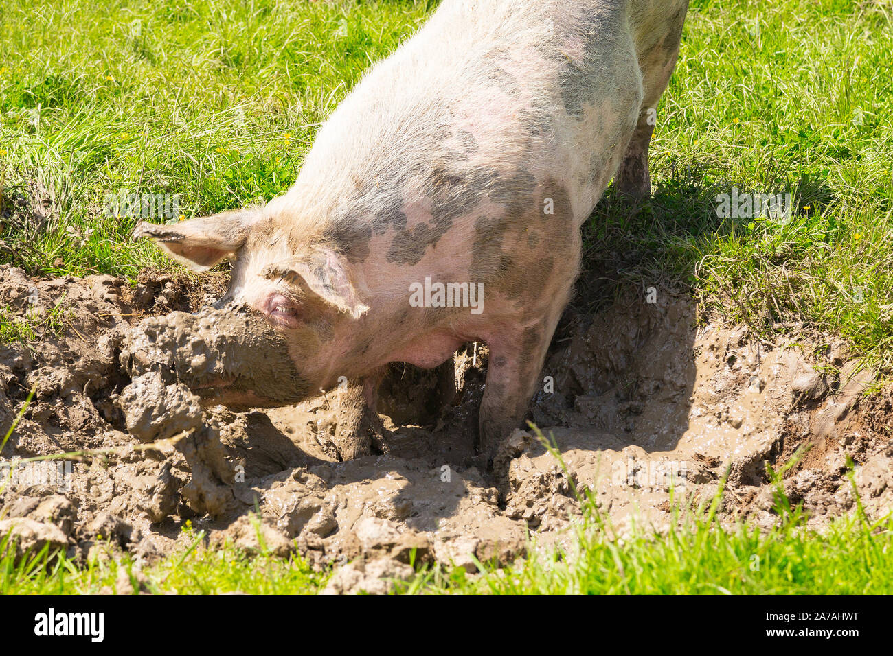 Rescued pig is taking a bath in a mud hole in an animal sanctuary Stock Photo