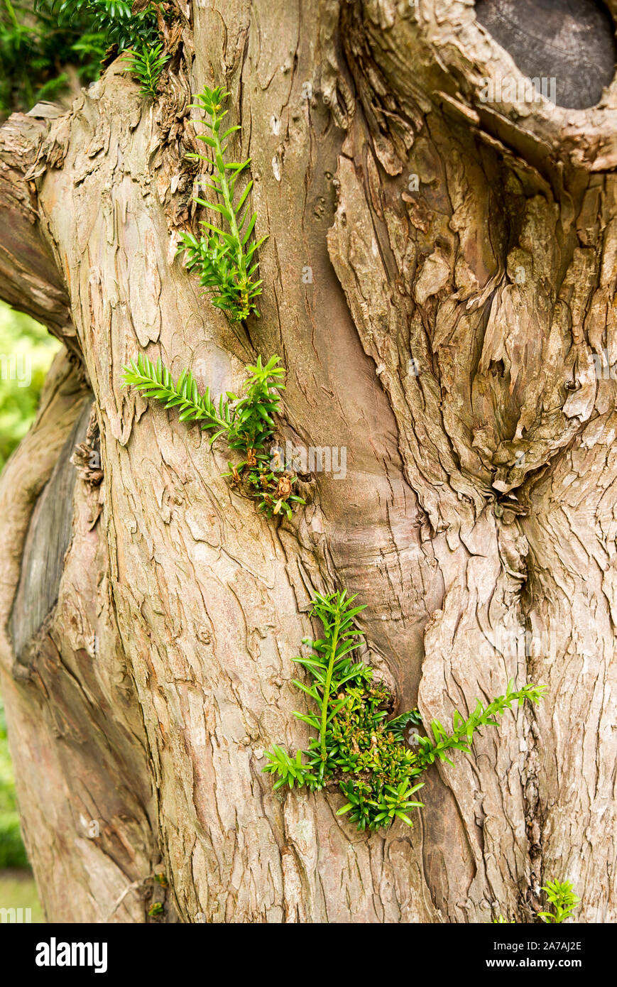 Even an old yew tree is capable of regeneration with fresh young shoots growing out of its trunk in an English garden UK Stock Photo