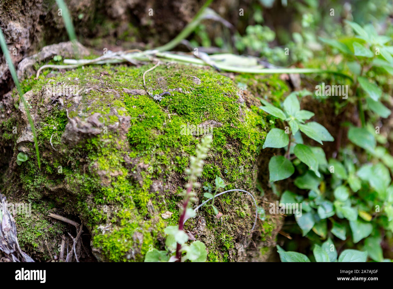Moss on a cliff Stock Photo