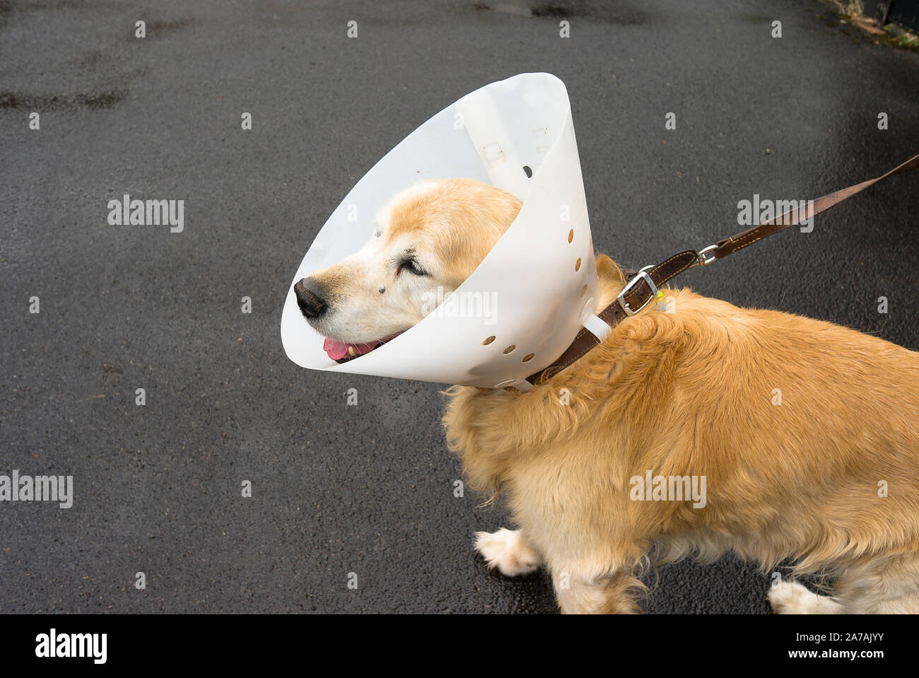 Elderly golden retriever dog wearing a surgical collar on his return